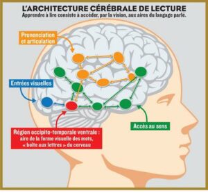 cerveau-lecture-bienfaits-santé-neurosciences-imagination-visualisations-émotions - bien être-livre - roman-théâtre -biographie- auteurs - littérature - histoire